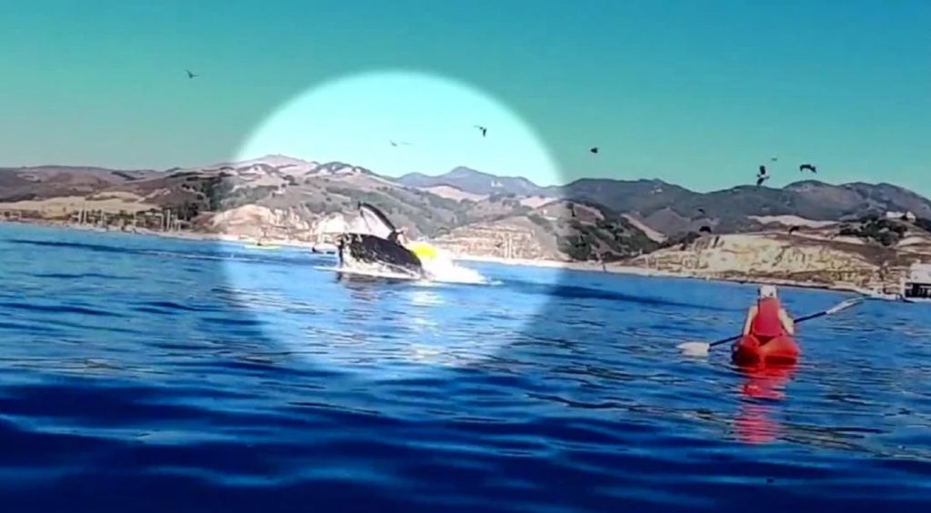 Watch Viral Video Shows Kayaks ‘Nearly’ Swallowed By Whale